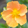 Helianthemum Honeymoon - Abriachan Nurseries